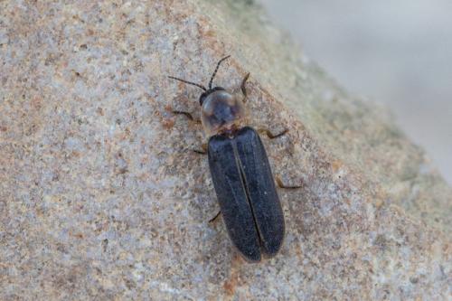 Lampyris sp.
